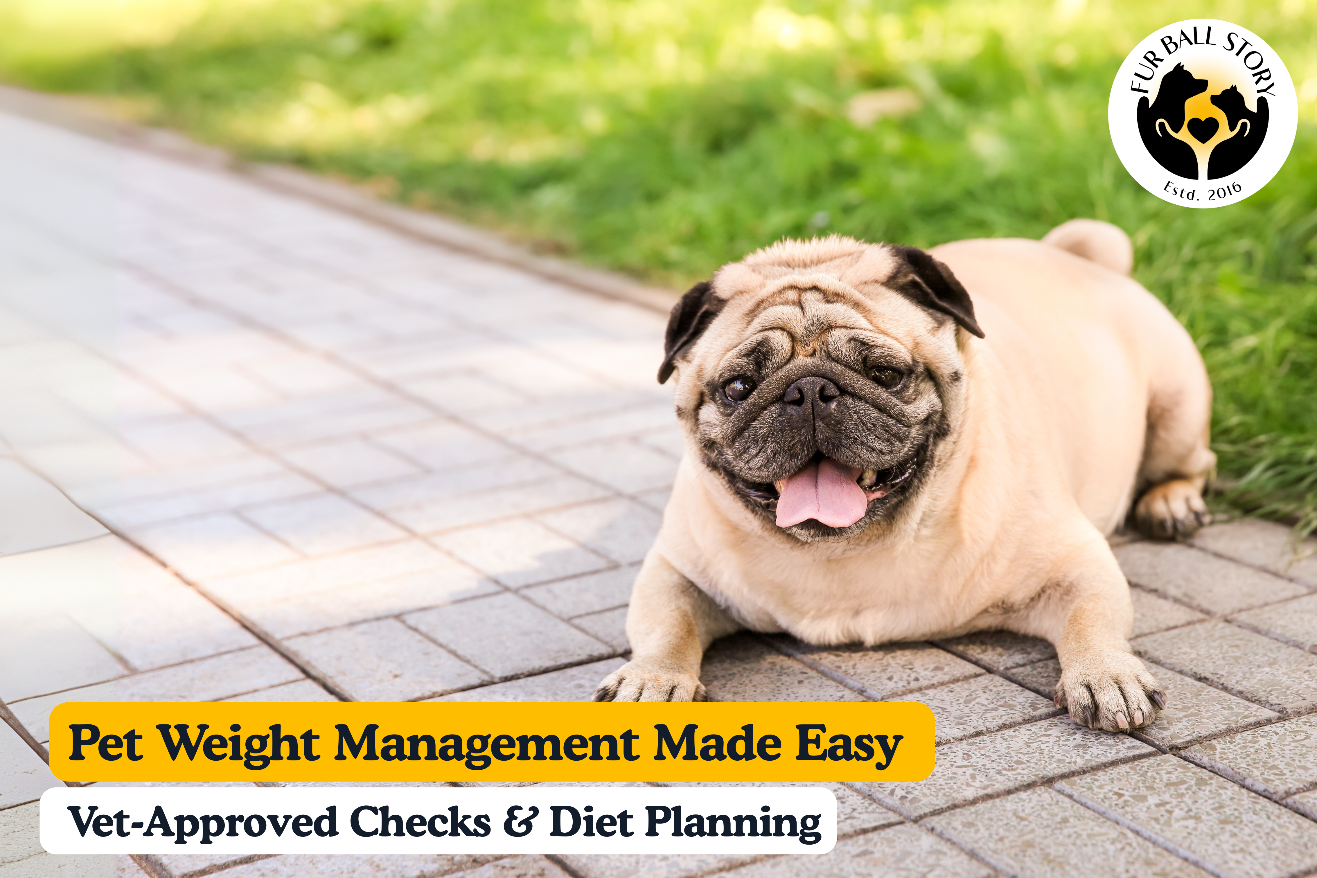 Pet Weight Management Made Easy:  Vet-Approved Checks & Diet Planning