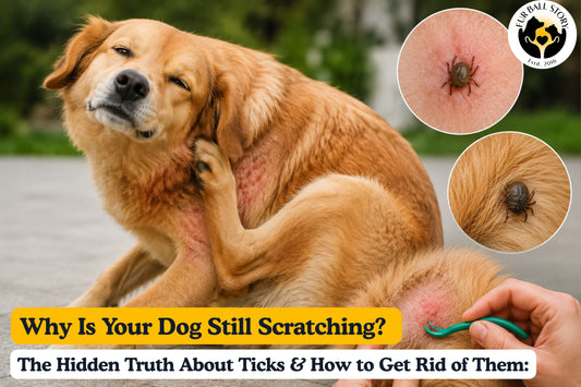 A dog scratching irritated skin while ticks are visible in its fur, highlighting tick infestations as a hidden cause of persistent itching and discomfort.