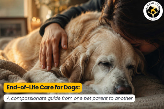 End-of-Life Care for Dogs: A Compassionate Guide From One Pet Parent to Another