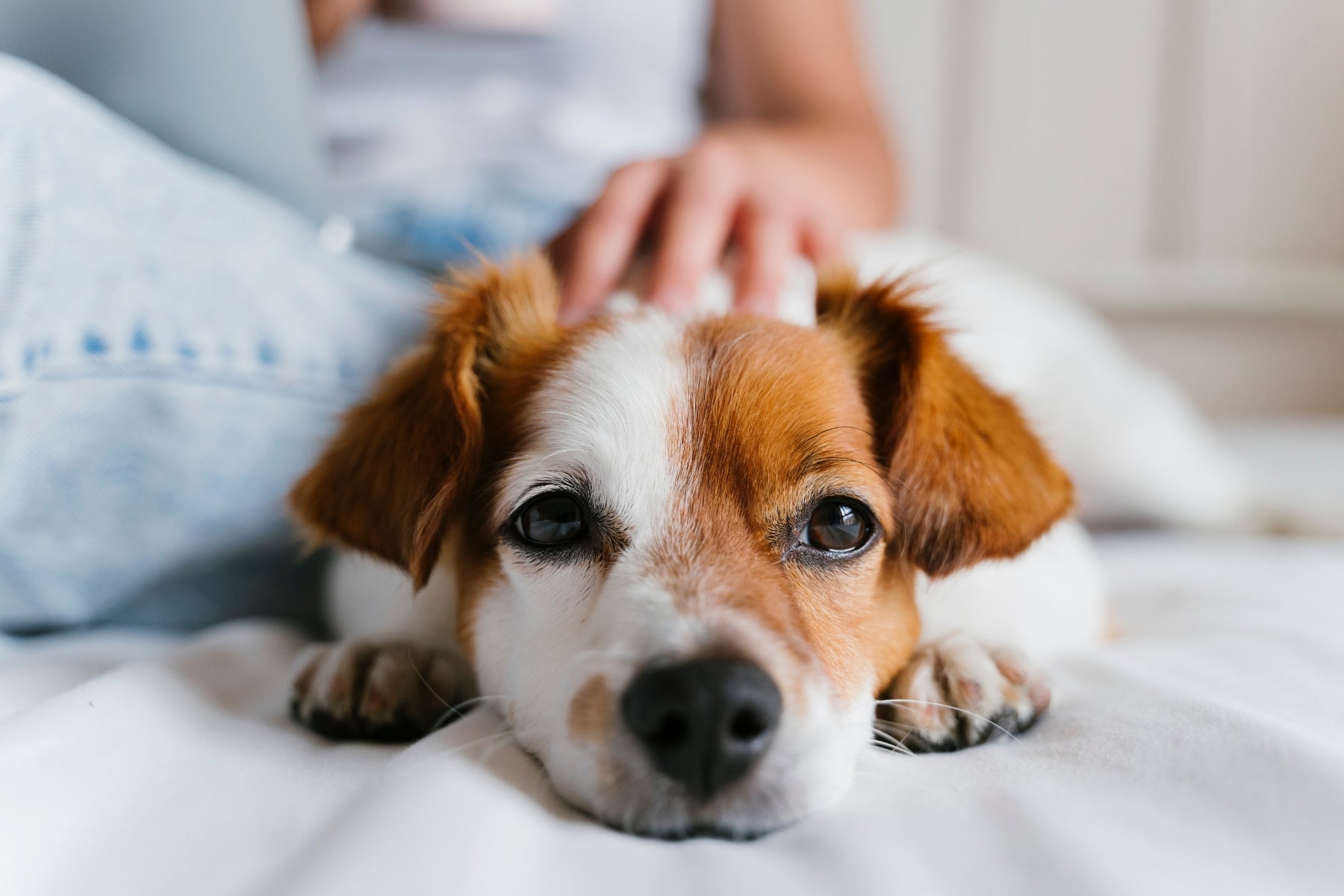 5 Common Mistakes Every Pet Parent Should Avoid