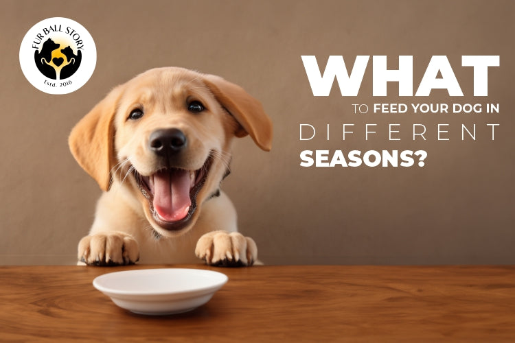 what to feed your dog