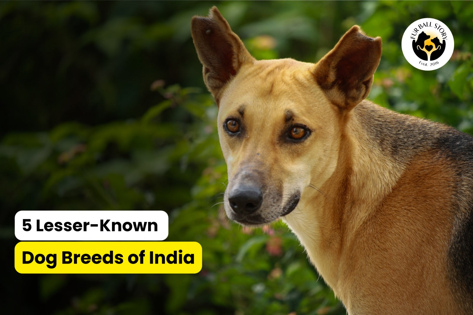 5 Lesser-Known Dog Breeds in India