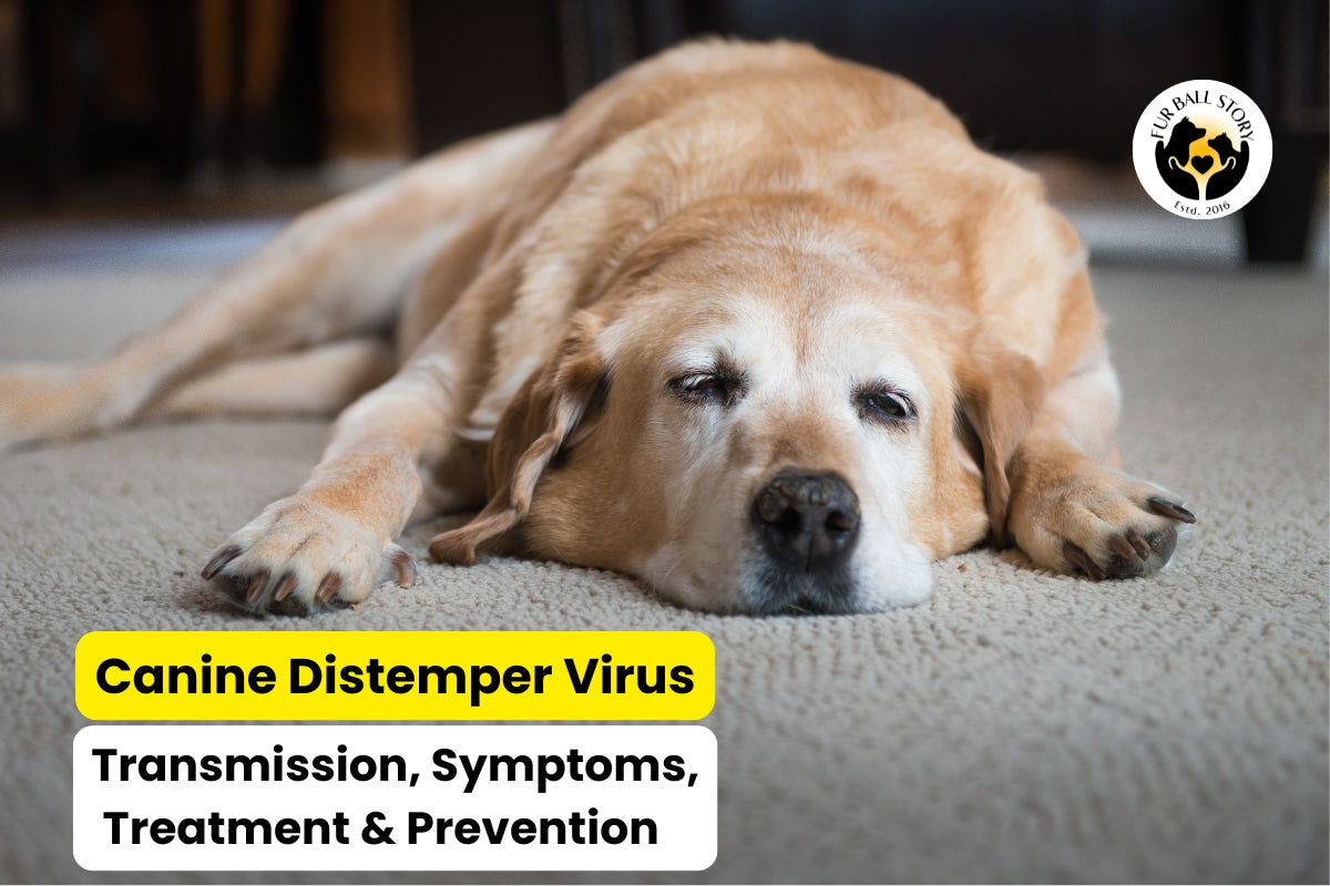 Canine Distemper Virus: Transmission, Symptoms, Treatment & Prevention