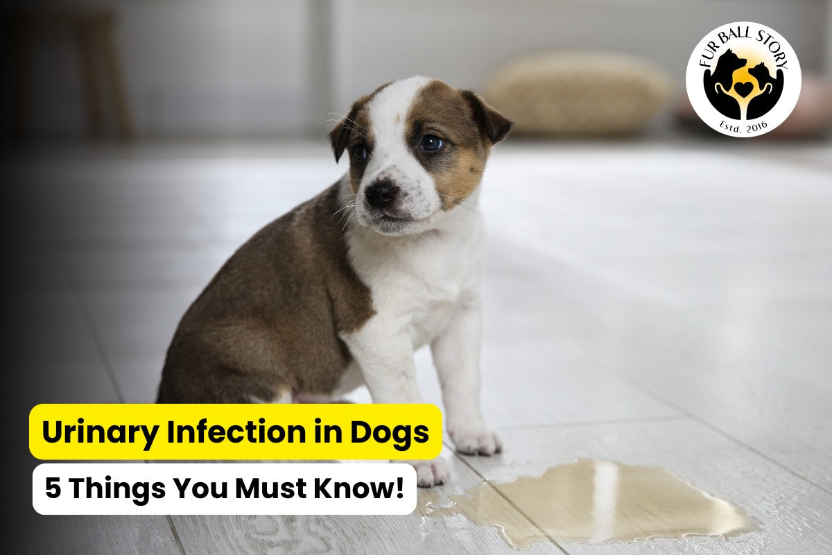 Urinary Tract Infection in Dogs: 5 Things You Must Know!