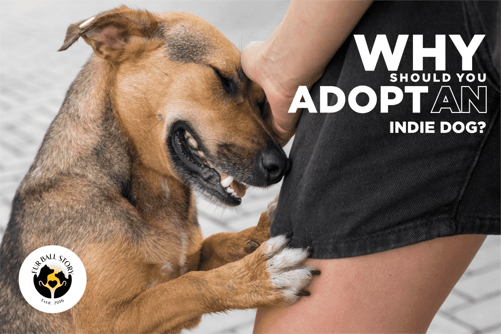 Why should you adopt an indie dog