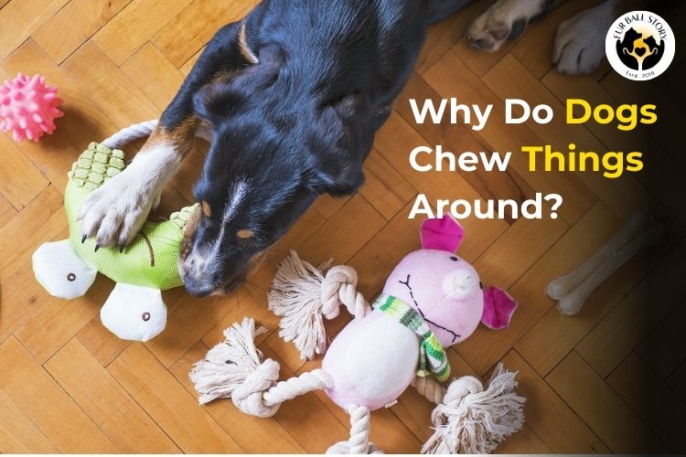 Why Do Dogs Chew Things Around?