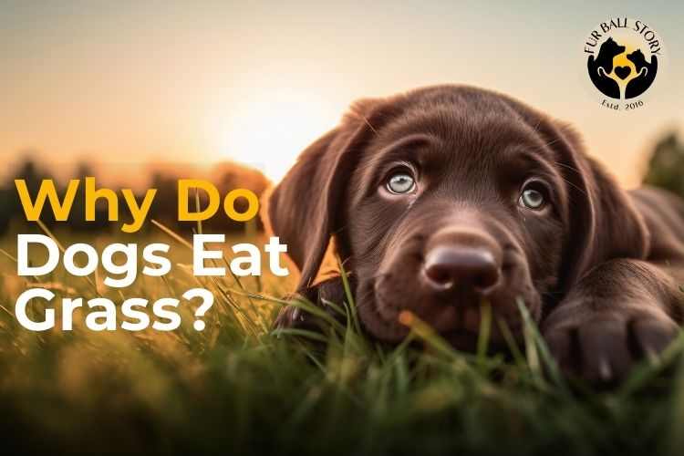 why dogs eat grass