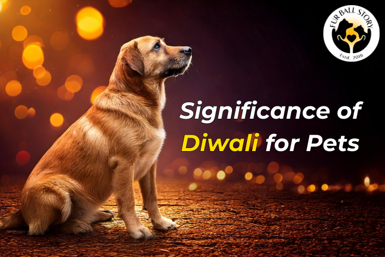 Significance of Diwali for Pets: Celebrating Togetherness