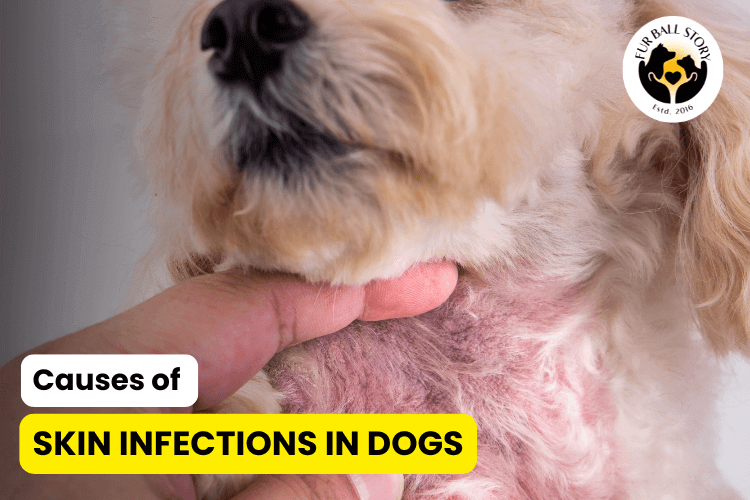 Causes of Skin Infections in Dogs
