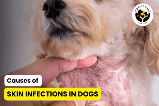 Causes of Skin Infections in Dogs