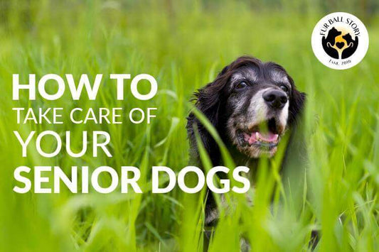 How To Take Care Of Your Senior Dogs?