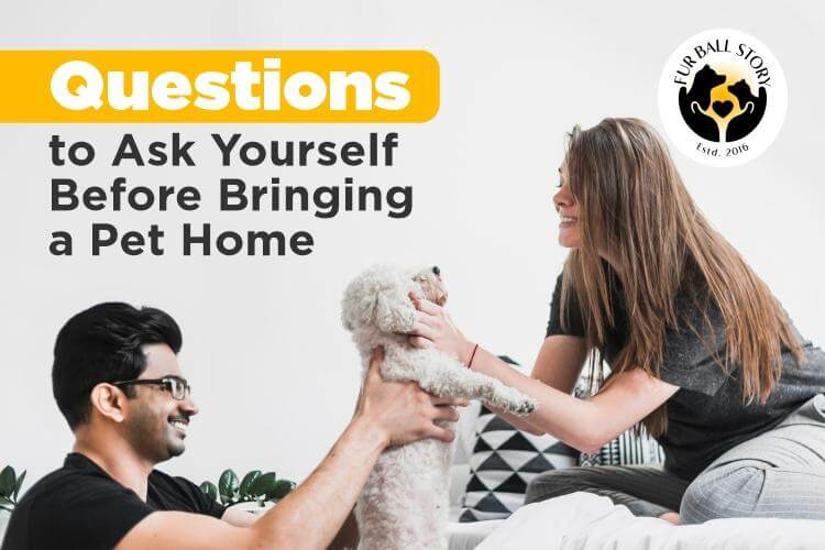 Questions to Ask Yourself Before Bringing a Pet Home