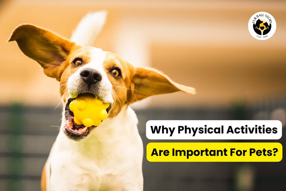 Why Physical Activities Are Important for Pets – Essential for Health and Well-Being