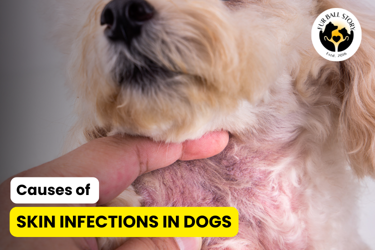 Causes of Skin Infections in Dogs