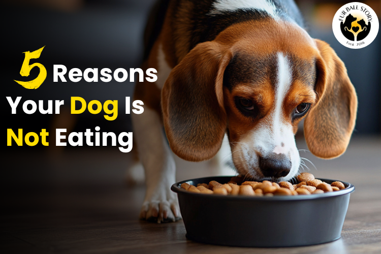 Is Your Dog Not Eating Food? Here Are 5 Reasons Why