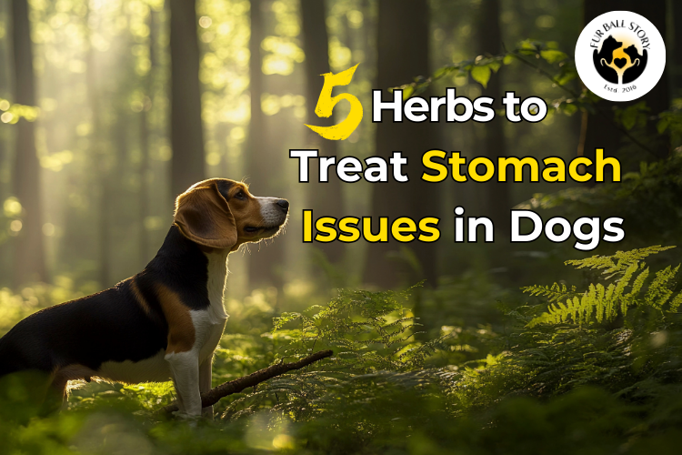 Top 5 Natural Herbs to Treat Stomach Issues in Dogs