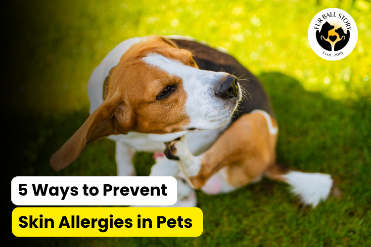 5 Ways to Prevent Skin Allergies in Pets