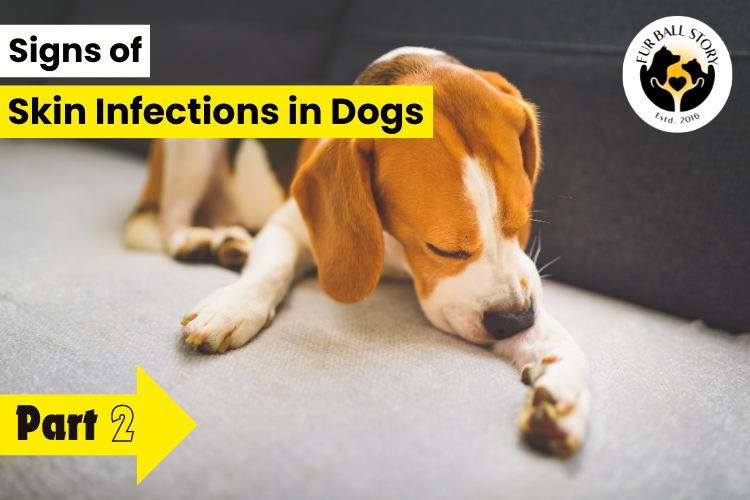 Signs of Skin Infections in Dogs: Part 2 