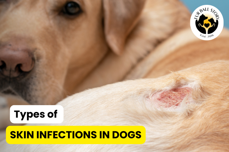 Types of Skin Infections in Dogs 