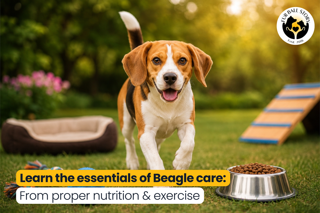Caring for a Beagle: Diet, Exercise & Common Health Concerns Every Pet Parent Should Know