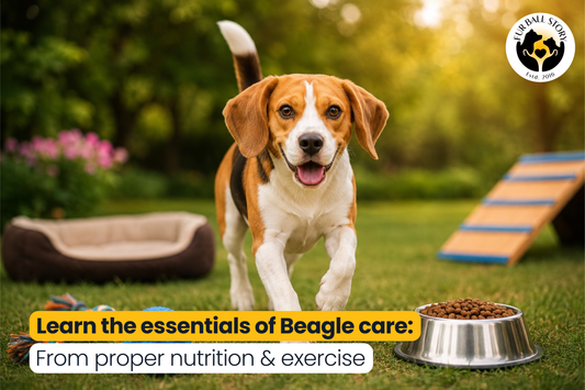 Caring for a Beagle: Diet, Exercise & Common Health Concerns Every Pet Parent Should Know