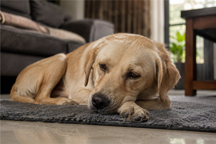 Canine Distemper Virus: Transmission, Symptoms, Treatment & Prevention