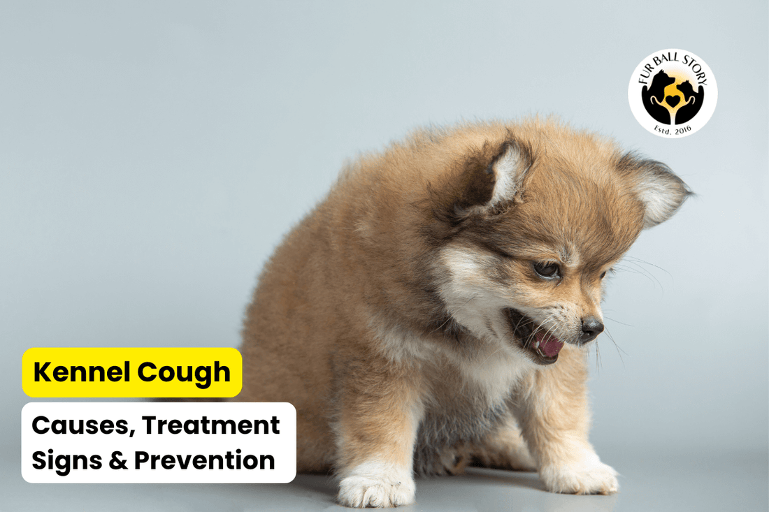 Kennel Cough in Dogs: Symptoms, Causes & How to Treat It Fast