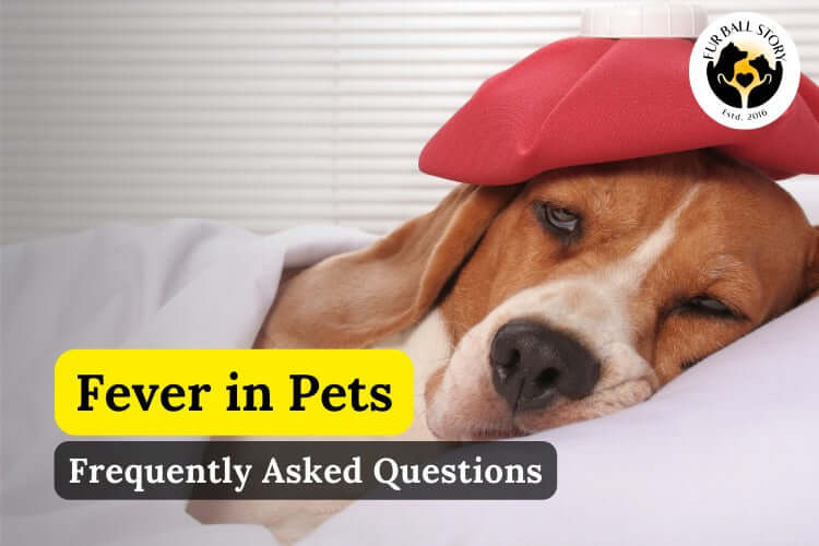 Frequently Asked Questions About Fever in Dogs