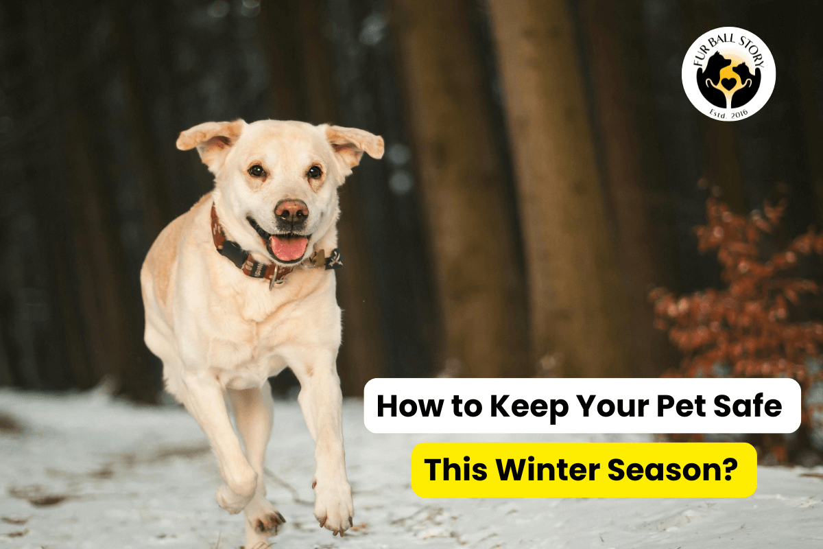 How to Keep Your Pet Safe This Winter Season – Tips for Winter Pet Care