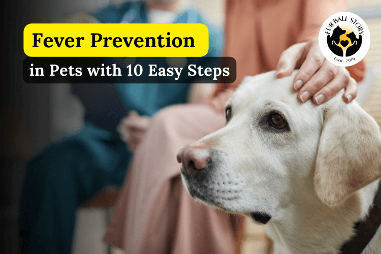 Fever Prevention in Pets: Minimize the Risk of Fever with 10 Easy Steps