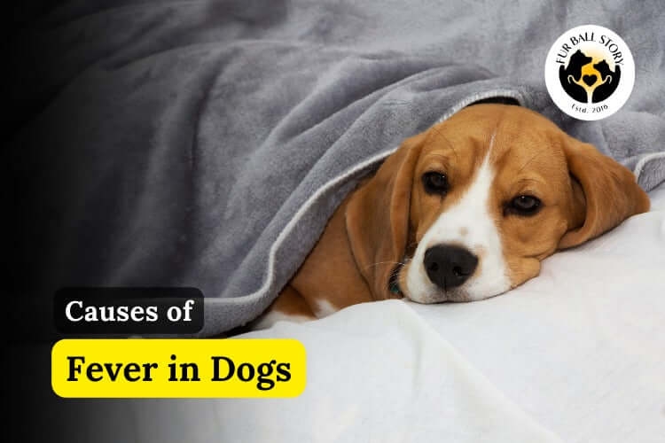 Causes of Fever in Dogs