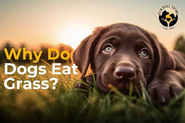 Why Do Dogs Eat Grass?