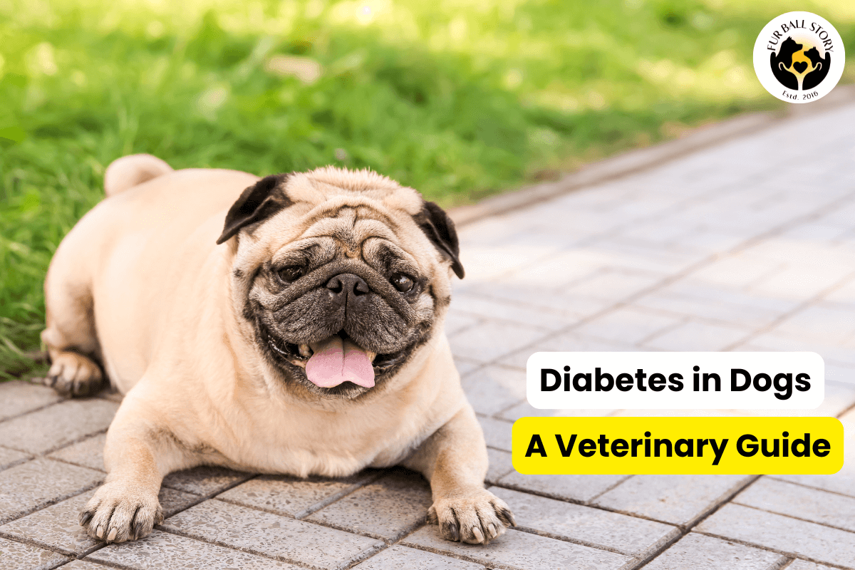 Diabetes in Dogs: Types, Causes, Signs, and Prevention – Essential Information for Pet Owners