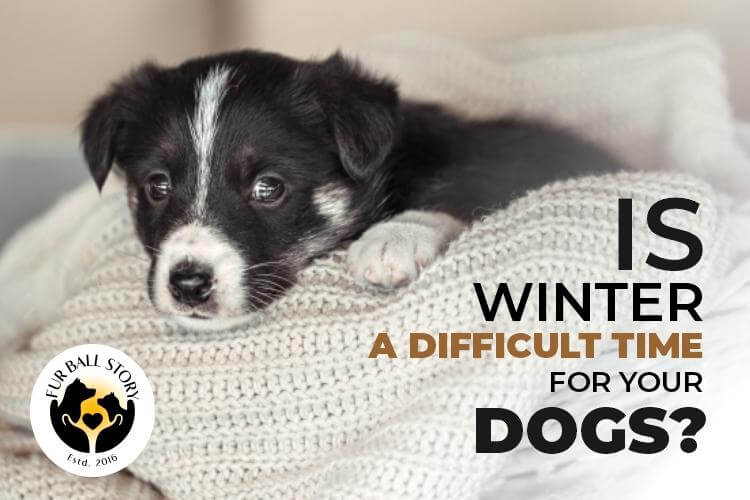 Is Winter A Difficult Time For Your Dogs?