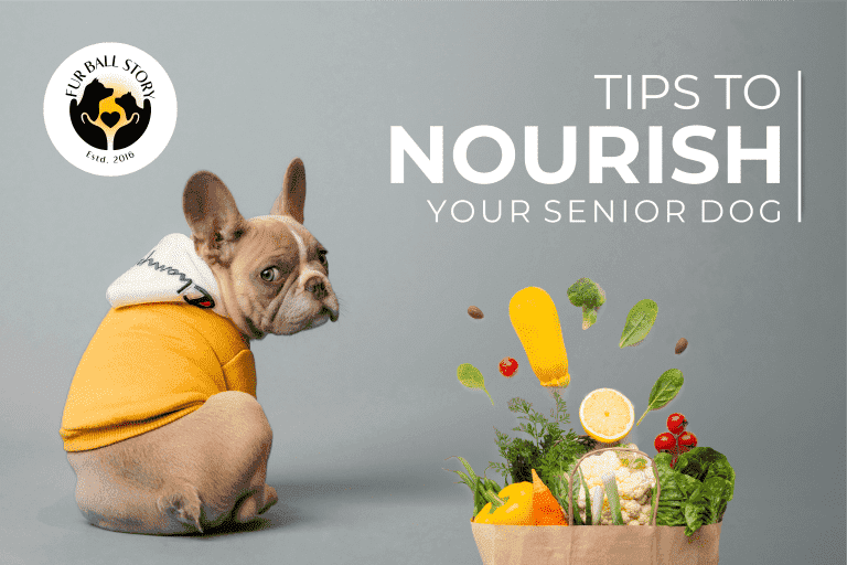 Tips to nourish your senior dog