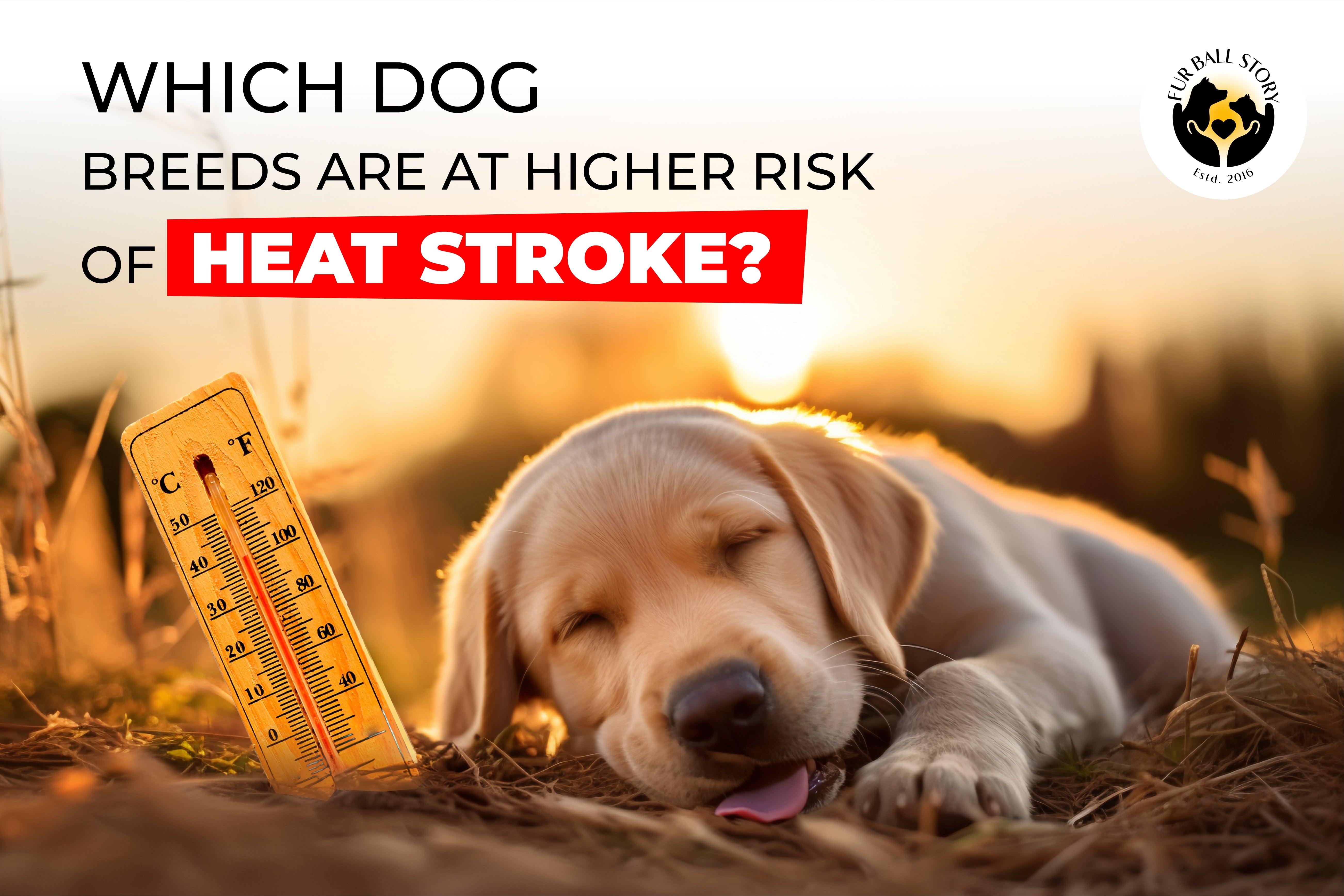 Summer Alert: Which Dog Breeds Are at Higher Risk of Heat Stroke?