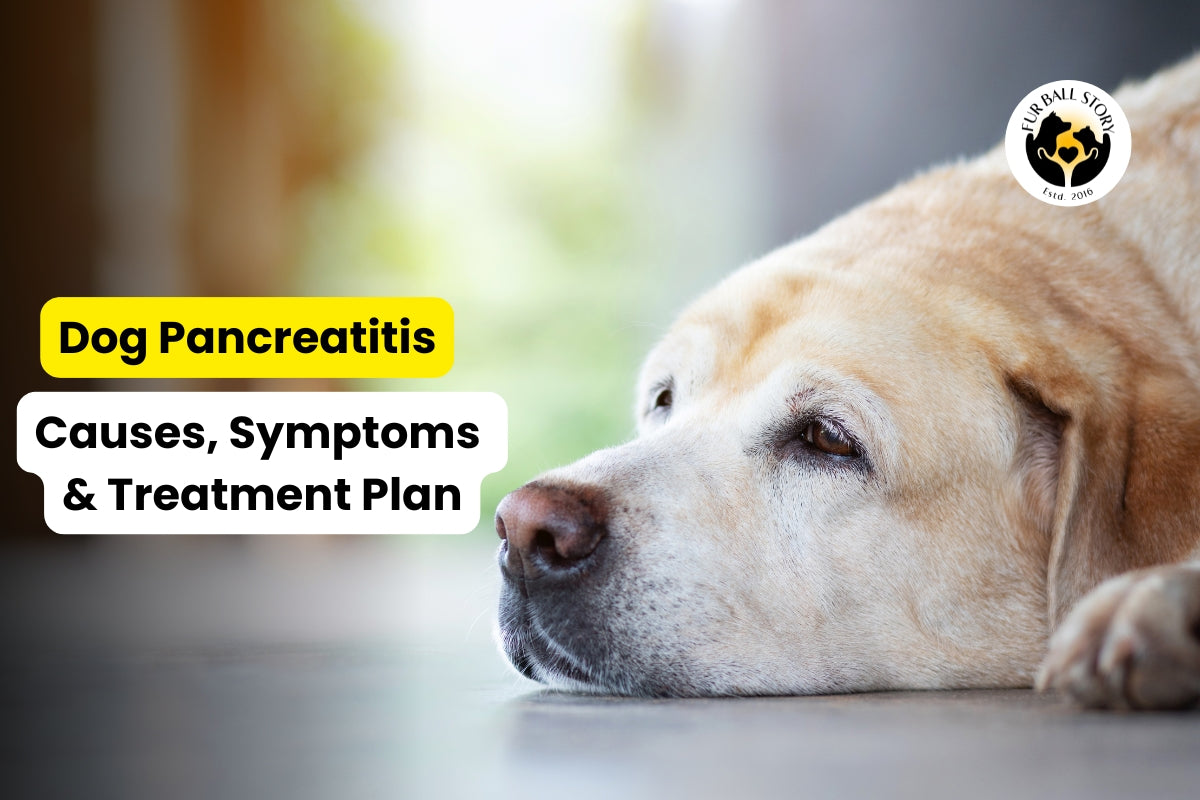 Dog Pancreatitis: Causes, Symptoms & Treatment Plan