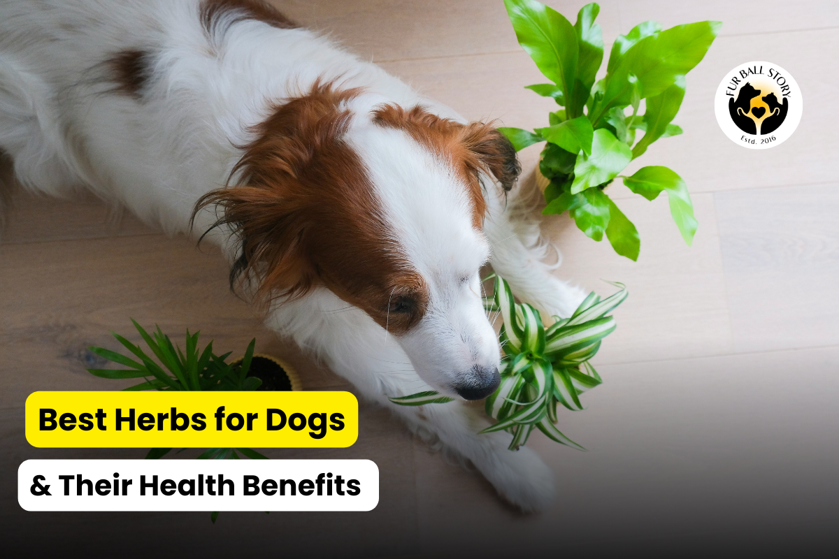 Best Herbs for Dogs and Their Health Benefits