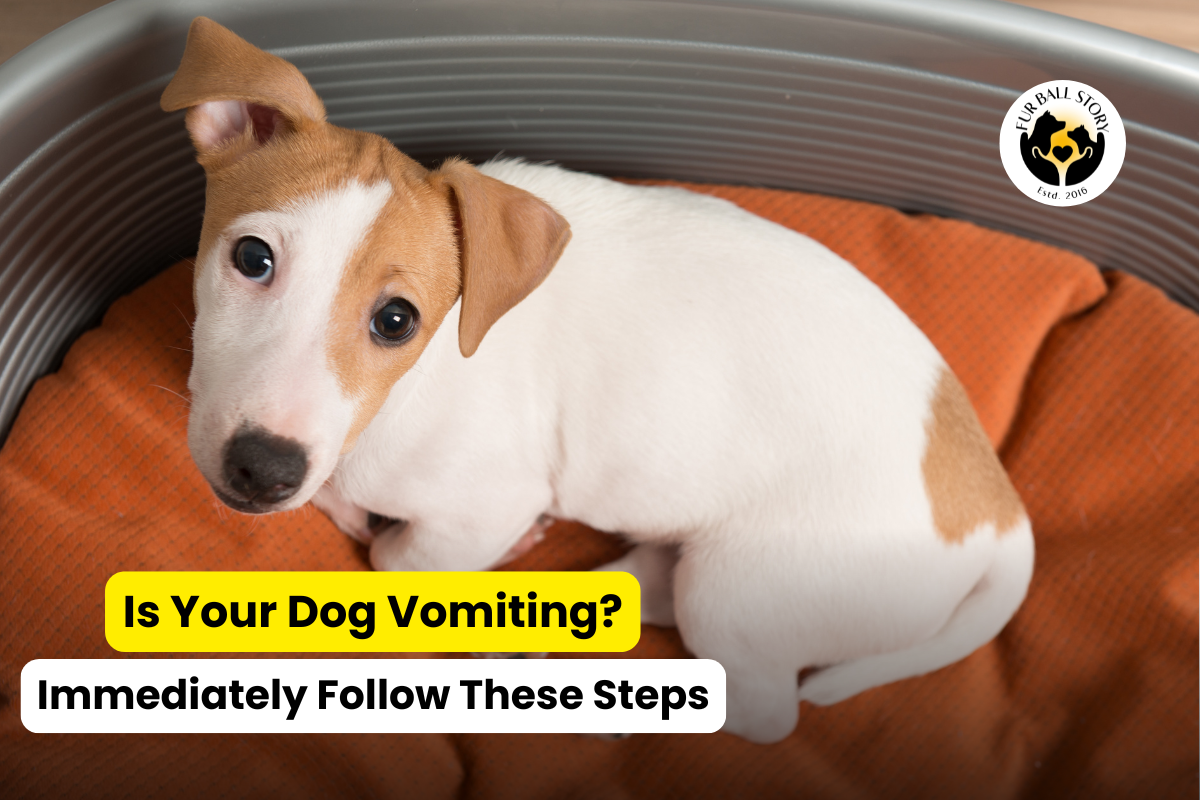 Is Your Dog Vomiting? Here’s What You Should Do Next!