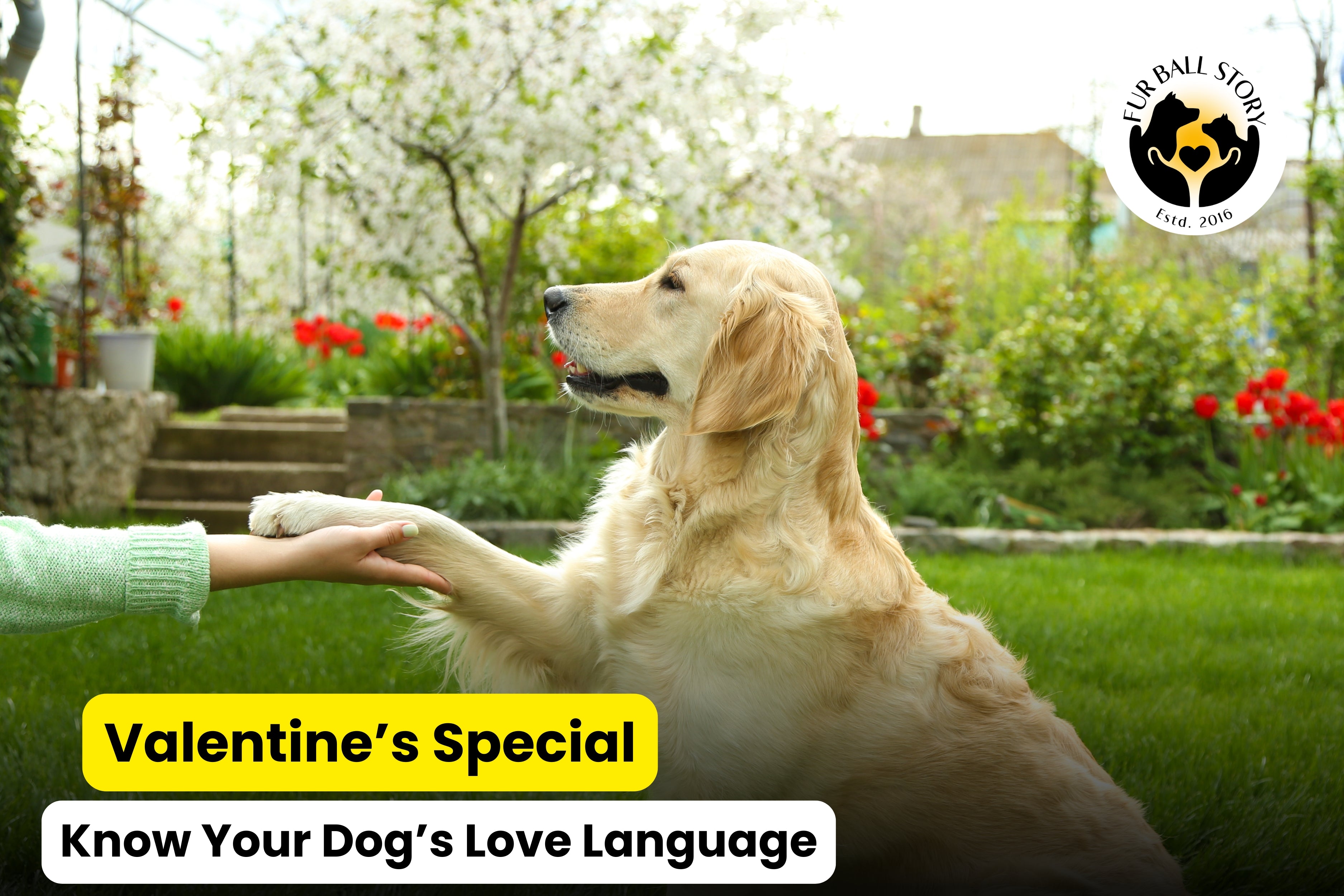 This Valentine's Day, Know Your Dog's Love Language!