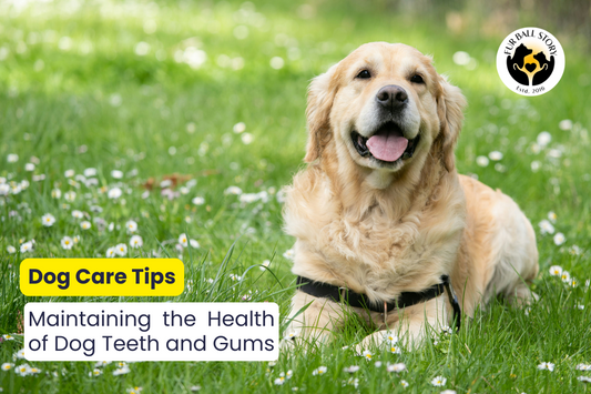 Dog Care Tips: Maintaining the Health of Dog Teeth & Gums