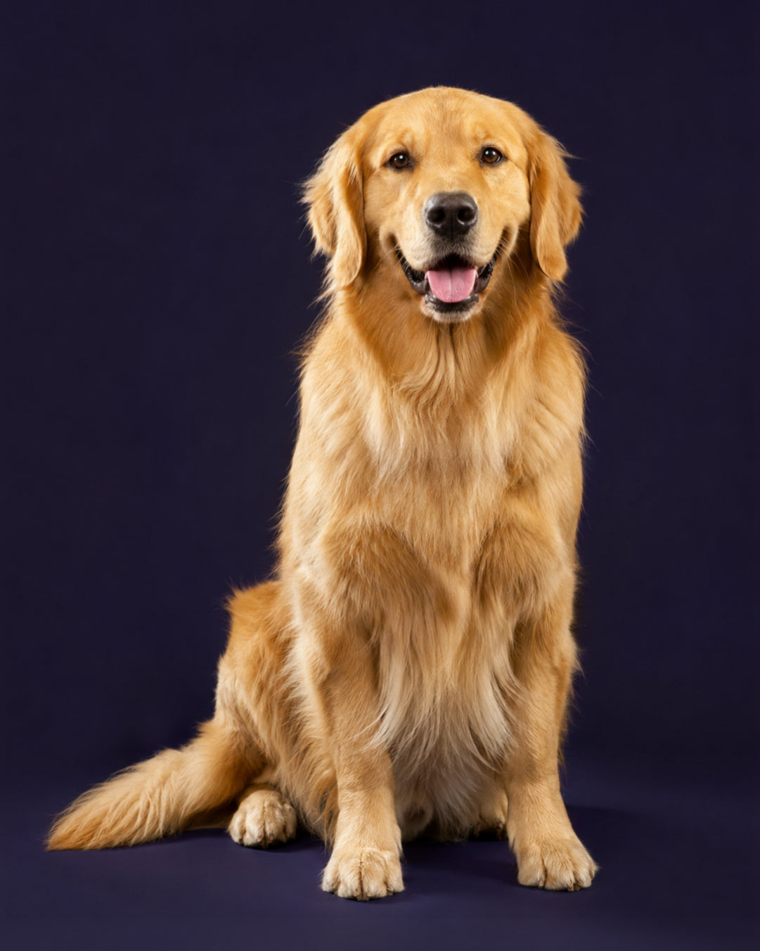 For Dogs