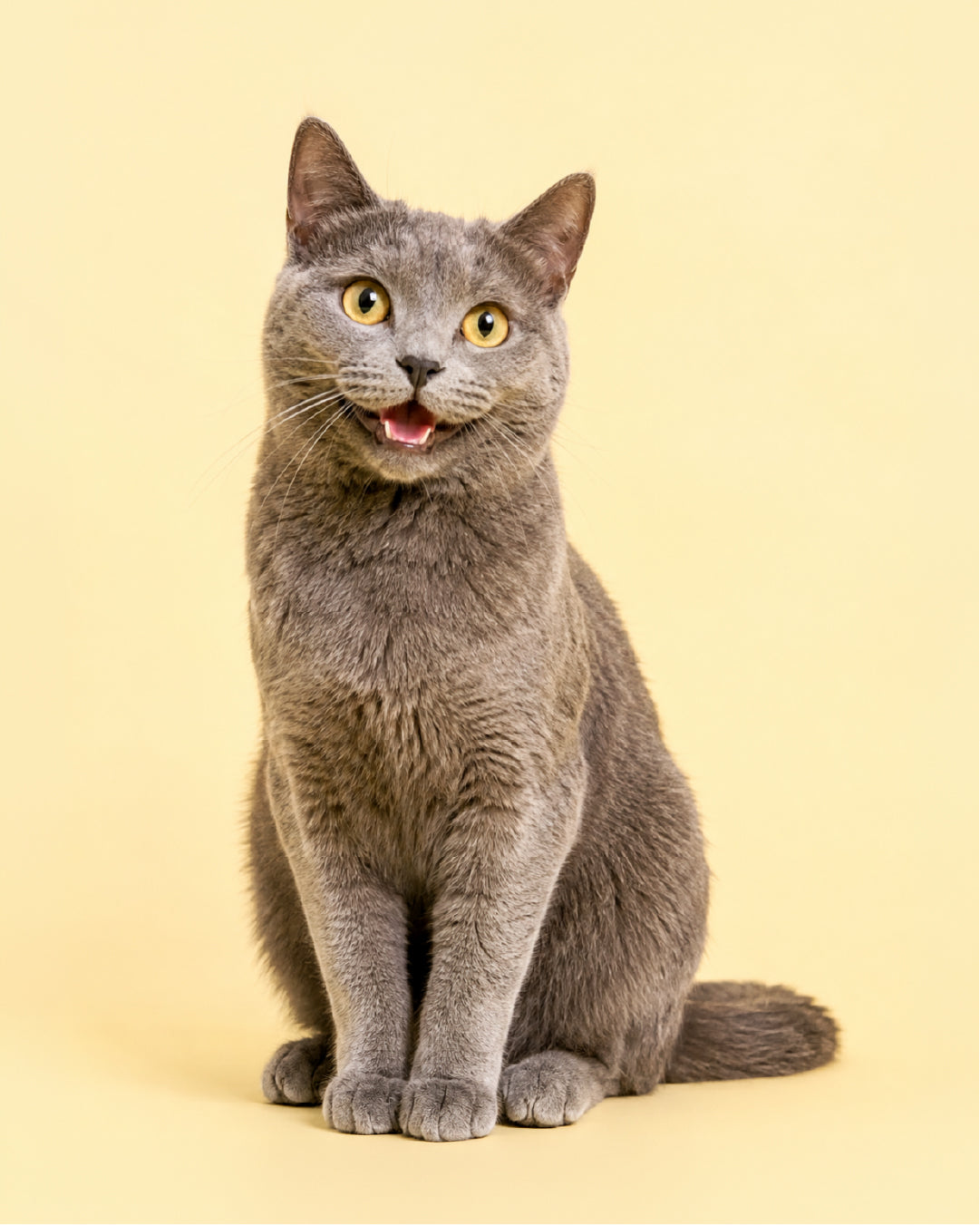 For Cats