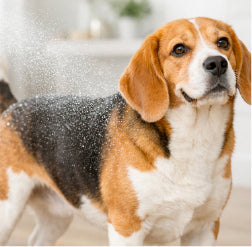 Dog Fragrances