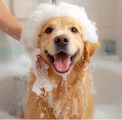 Dog Shampoo
