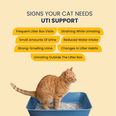 Feli Flow – Urinary Health Support Syrup for Cats | 50ml