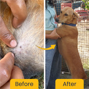 Shampooch Tick Free (BUY 2 GET 1 FREE)