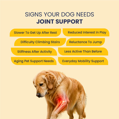 Jump O Joint (Oil): For Joint Pain Relief in Dogs & Cats - 100ml
