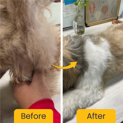 Shampooch Healthy Skin & Shiny Coat (BUY2 GET 1 FREE)