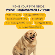 Obipet: Ayurvedic Weight Management Tablets for Dogs – 60 Tabs
